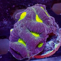 WYSIWYG Neon Green Mouth Purple Favia (5 Polyps)