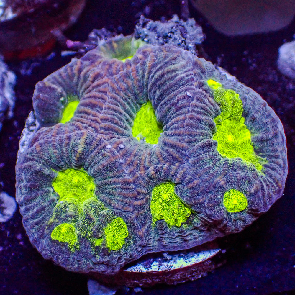 WYSIWYG Neon Green Mouth Purple Favia (8 Polyps)