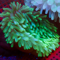 White Tip Green Bubble Tip Anemone
