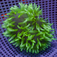 White Tip Green Bubble Tip Anemone
