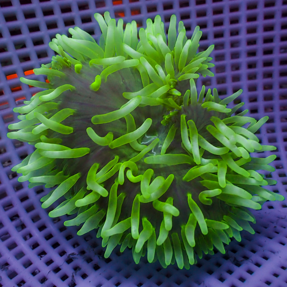 White Tip Green Bubble Tip Anemone