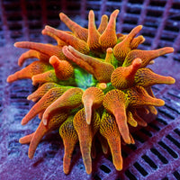 WYSIWYG Fire and Ice Ultra Rainbow Bubble Tip Anemone (Aquacultured, 2-3")