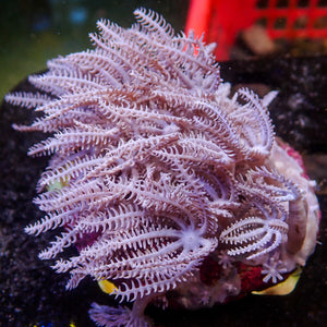 WYSIWYG Waving Hand Anthelia Soft Coral Colony (2-3")