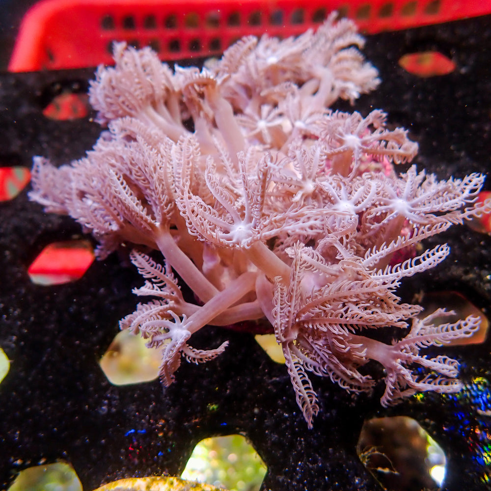 WYSIWYG Waving Hand Anthelia Soft Coral Colony (2-3