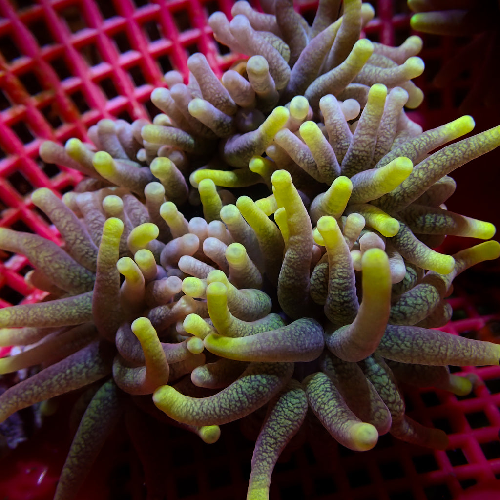 Lemon Lush Rainbow Bubble Tip Anemone (Rare, 2-3") - Corals Anonymous