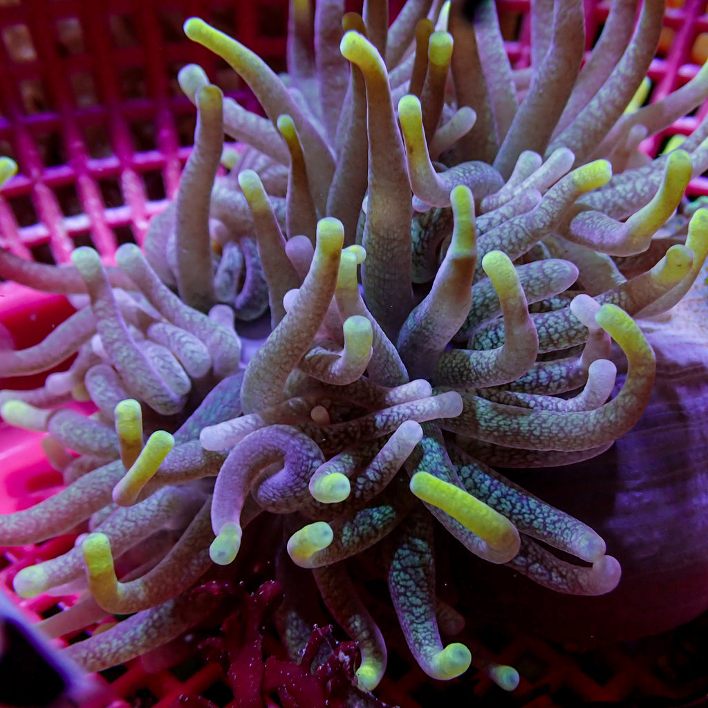 Yellow Tip Pink Bubble Tip Anemone (Rare, 2-3") - Corals Anonymous