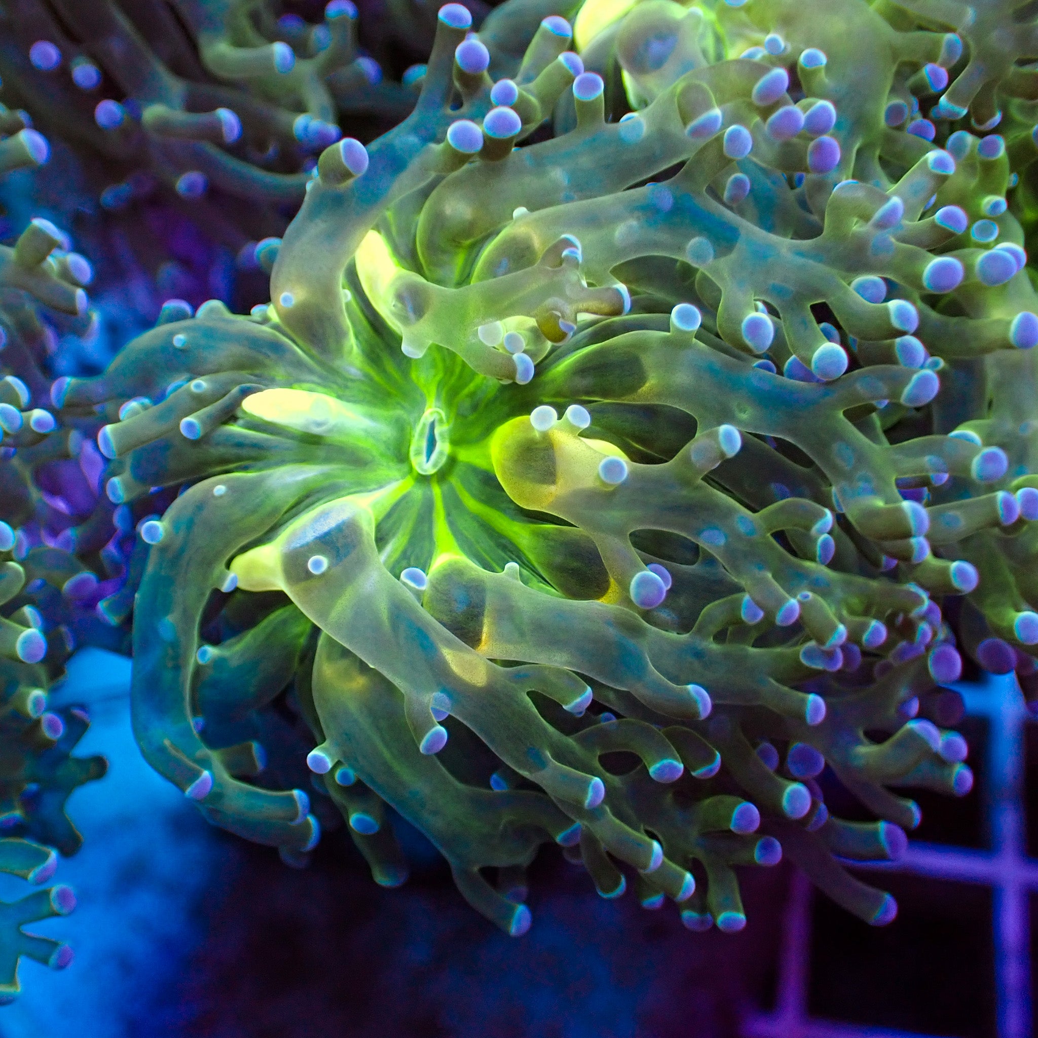 Blue Tip Yellow/Green Mouth Branching Frogspawn