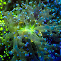 Blue Tip Yellow/Green Mouth Branching Frogspawn - Corals Anonymous

