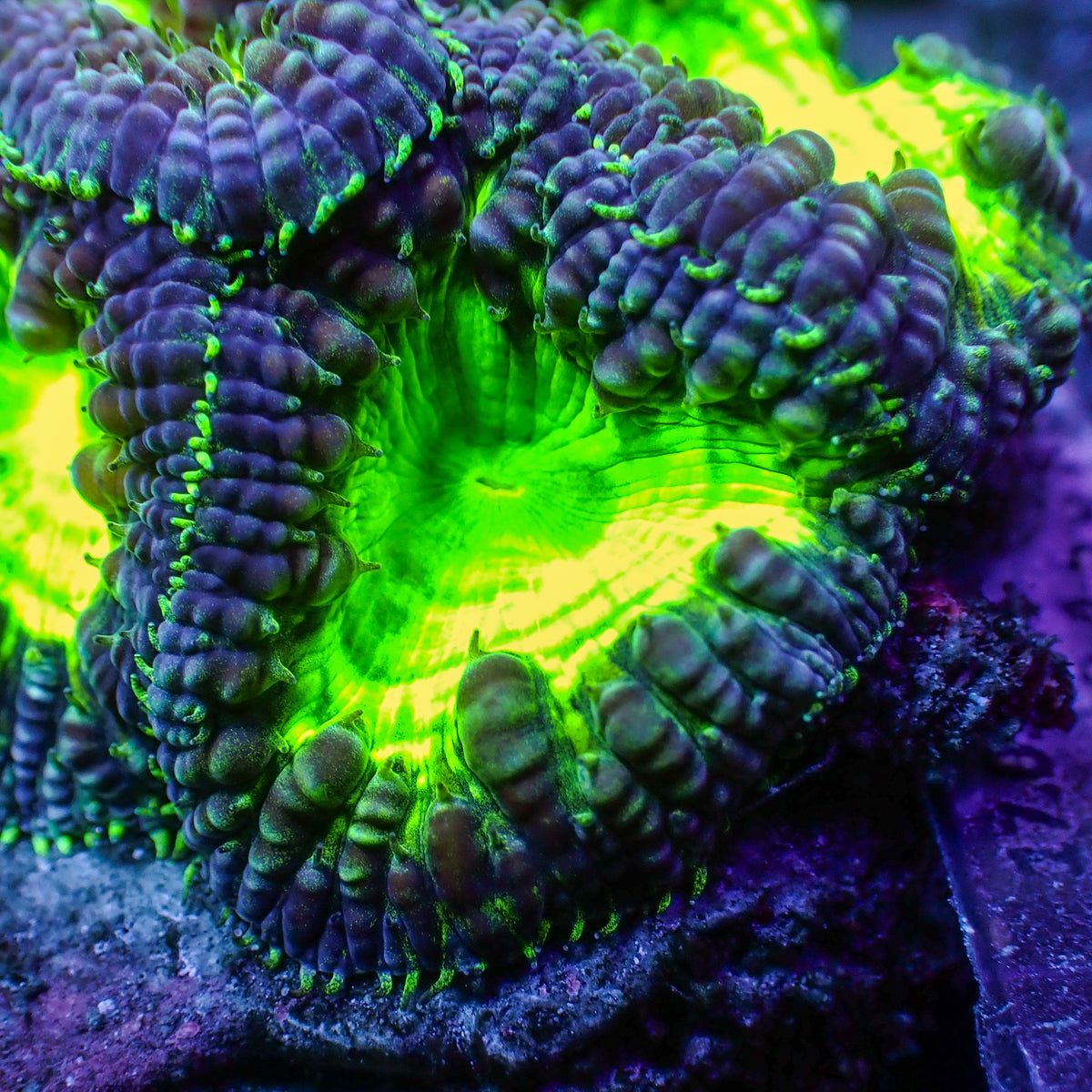 Purple Rain Blastomussa - Corals Anonymous
