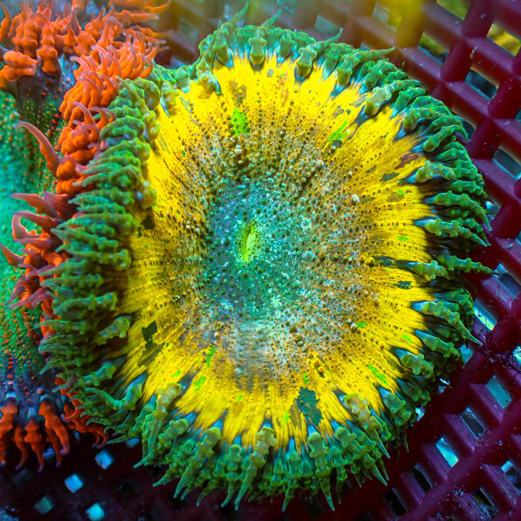 WYSIWYG Mosaic Splatter Ultra Rock Flower Anemone (1-2") - Corals Anonymous