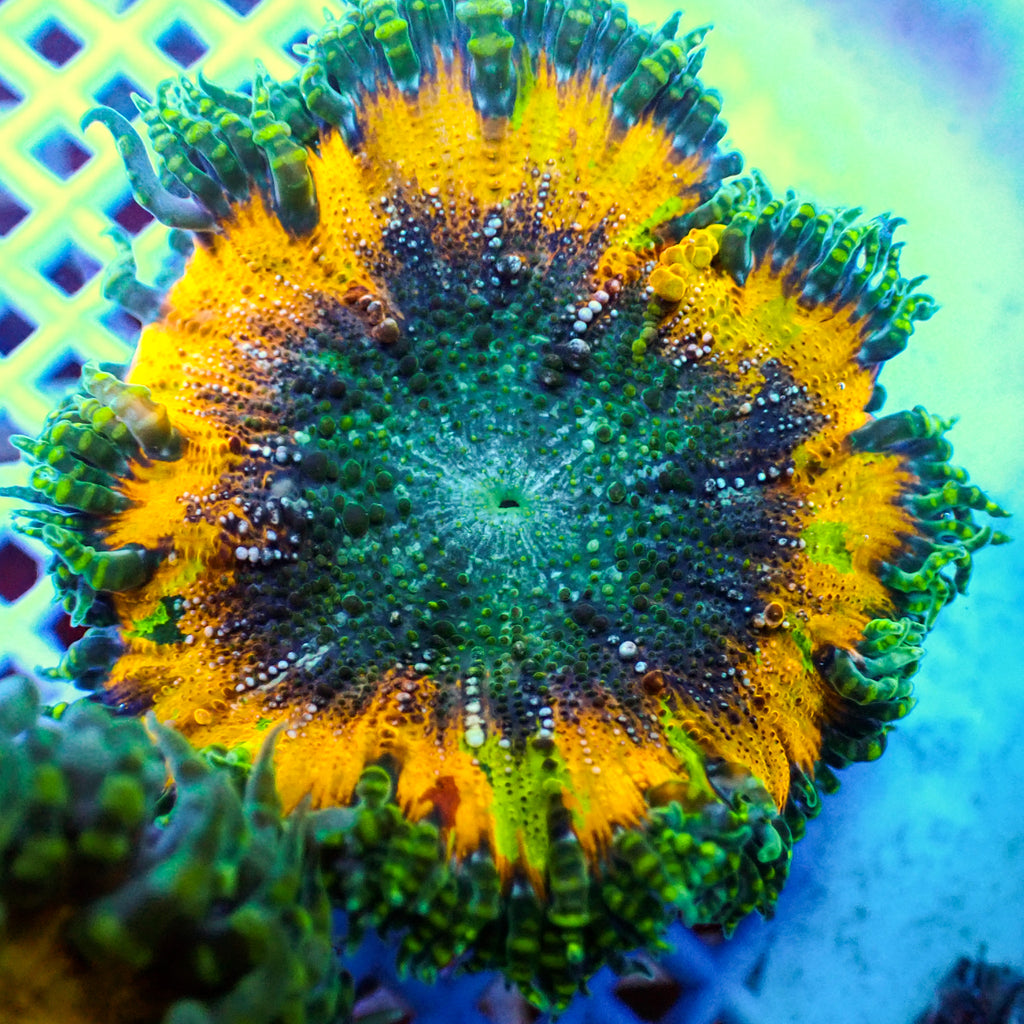 WYSIWYG Mosaic Splatter Ultra Rock Flower Anemone (1-2") - Corals Anonymous