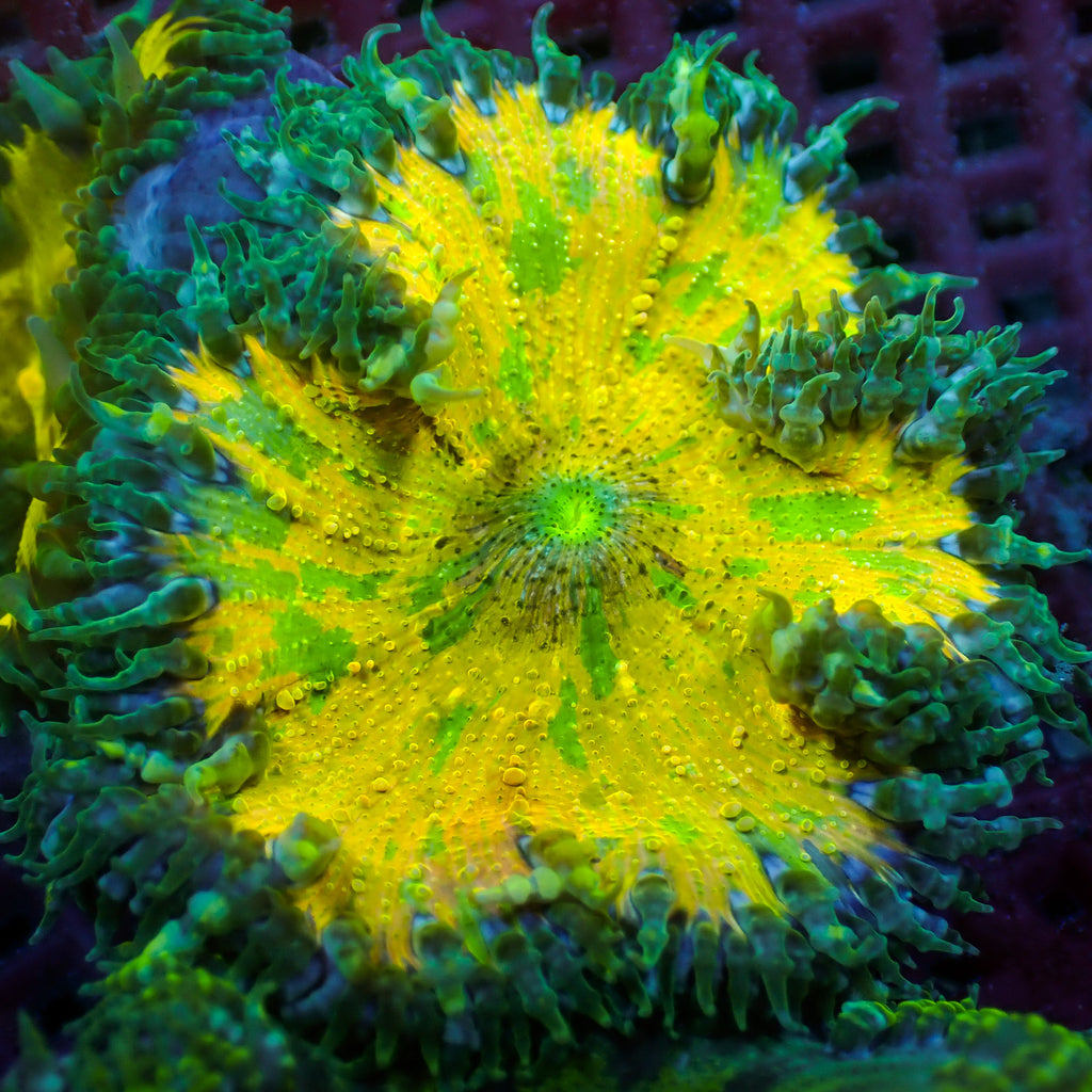 WYSIWYG Lucky Charm Ultra Rock Flower Anemone (1-2") - Corals Anonymous