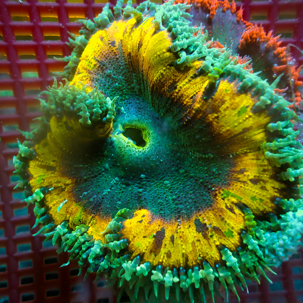 WYSIWYG Mosaic Splatter Ultra Rock Flower Anemone (1-2") - Corals Anonymous