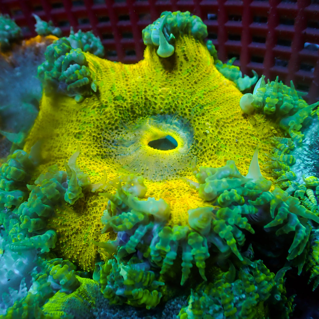 WYSIWYG Highlighter Yellow Ultra Rock Flower Anemone (1-2") - Corals Anonymous