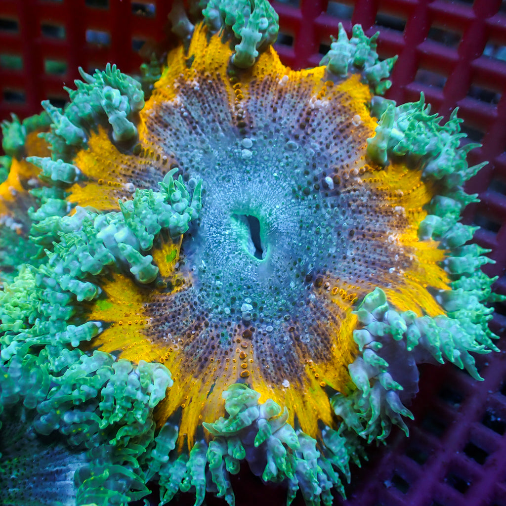 Anemone♡ Purple Tip Green Condy Anemone