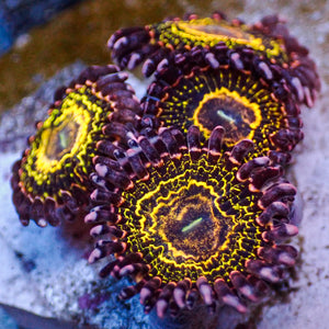 Ultra Stratosphere Zoa (2-3 Polyps)