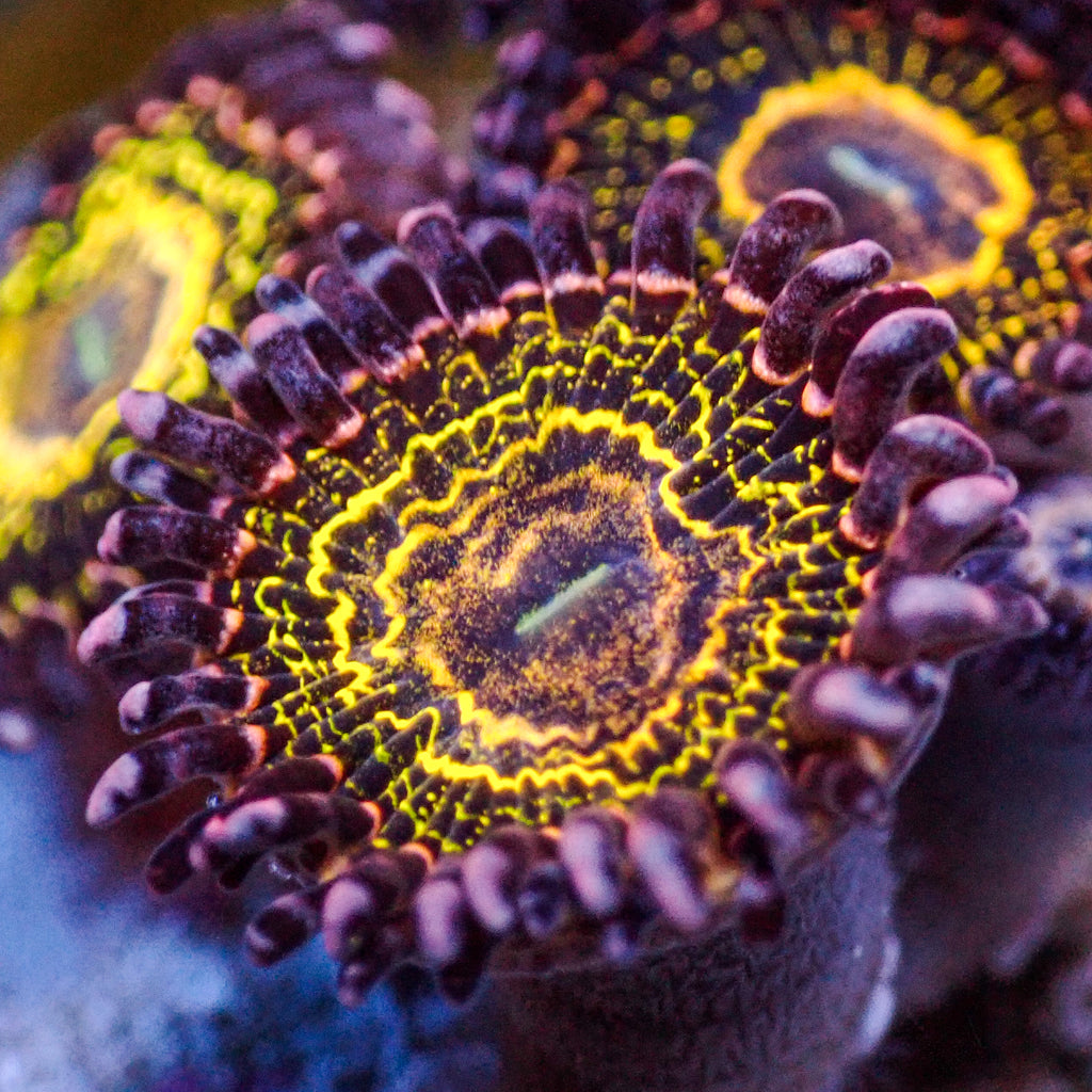 Ultra Stratosphere Zoa (2-3 Polyps) - Corals Anonymous