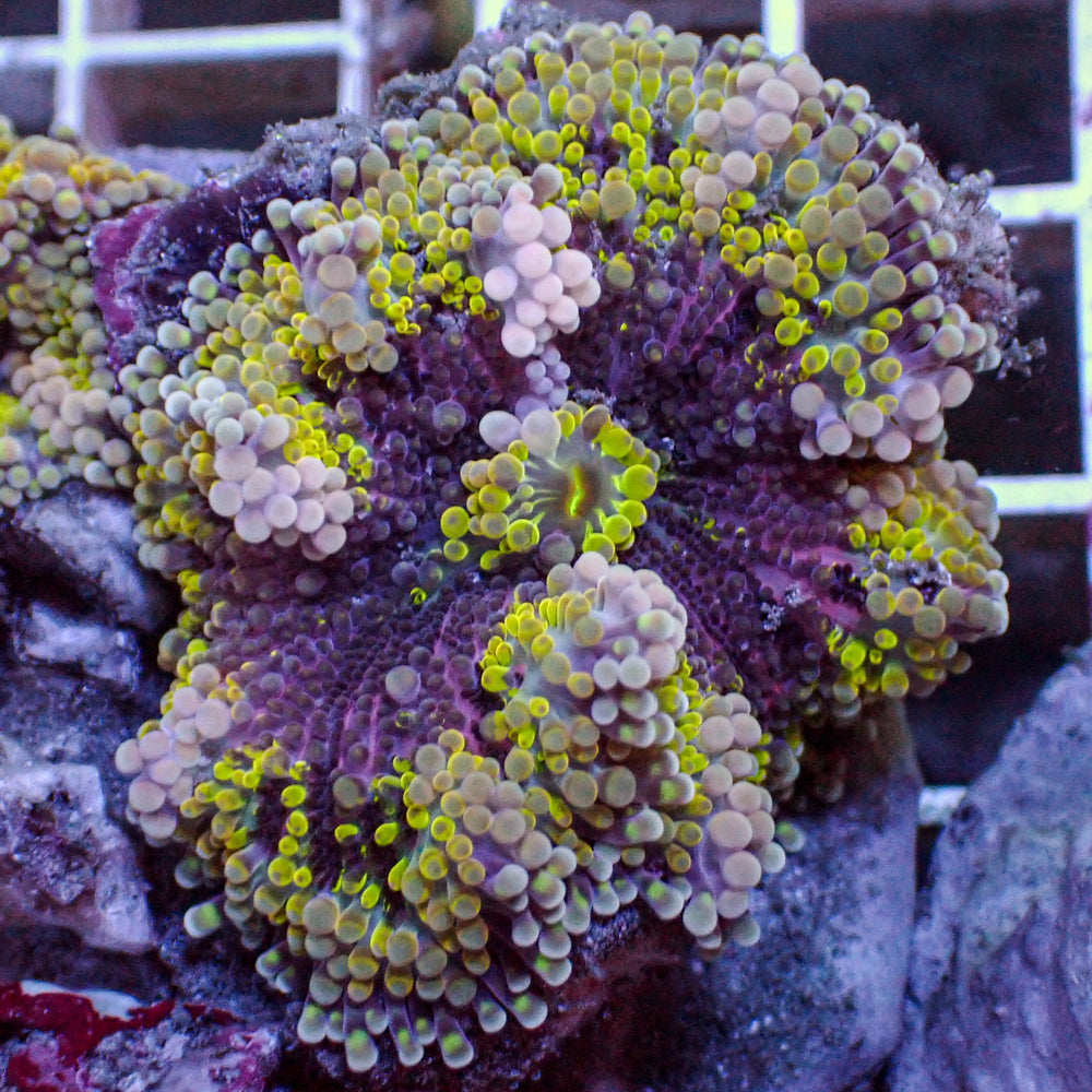 Rainbow Wisteria Yellow Yuma Mushroom - Corals Anonymous