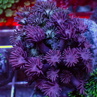 Multicolor Purple Goniopora (0.5-1” Frag) - Corals Anonymous