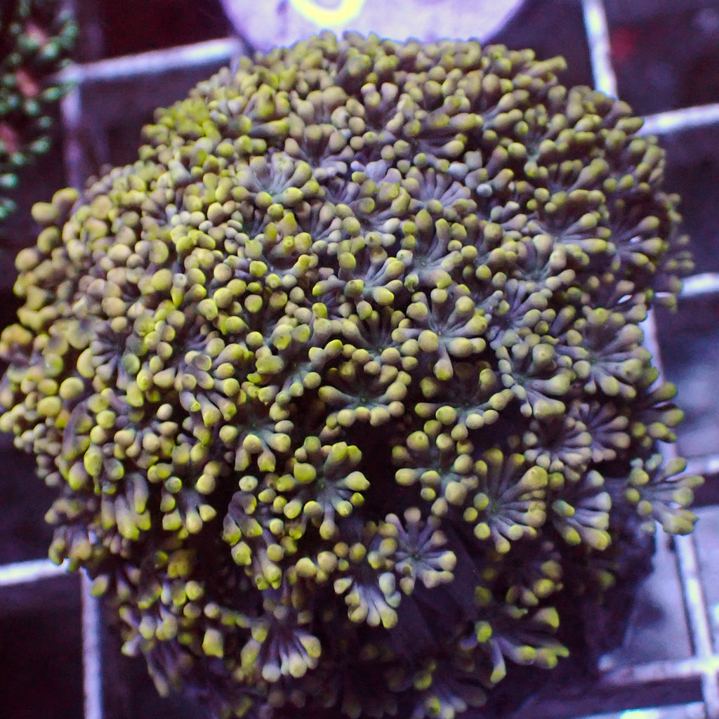 Lemon Lavender Alveopora (0.5-1” Frag) - Corals Anonymous