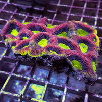 WYSIWYG Dragon Soul Favia Colony (3-4”) - Corals Anonymous