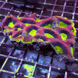 WYSIWYG Dragon Soul Favia Colony (3-4”) - Corals Anonymous