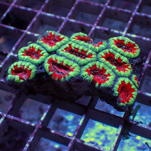 WYSIWYG Lava Lime Acan Colony (10+ Polyps) - Corals Anonymous