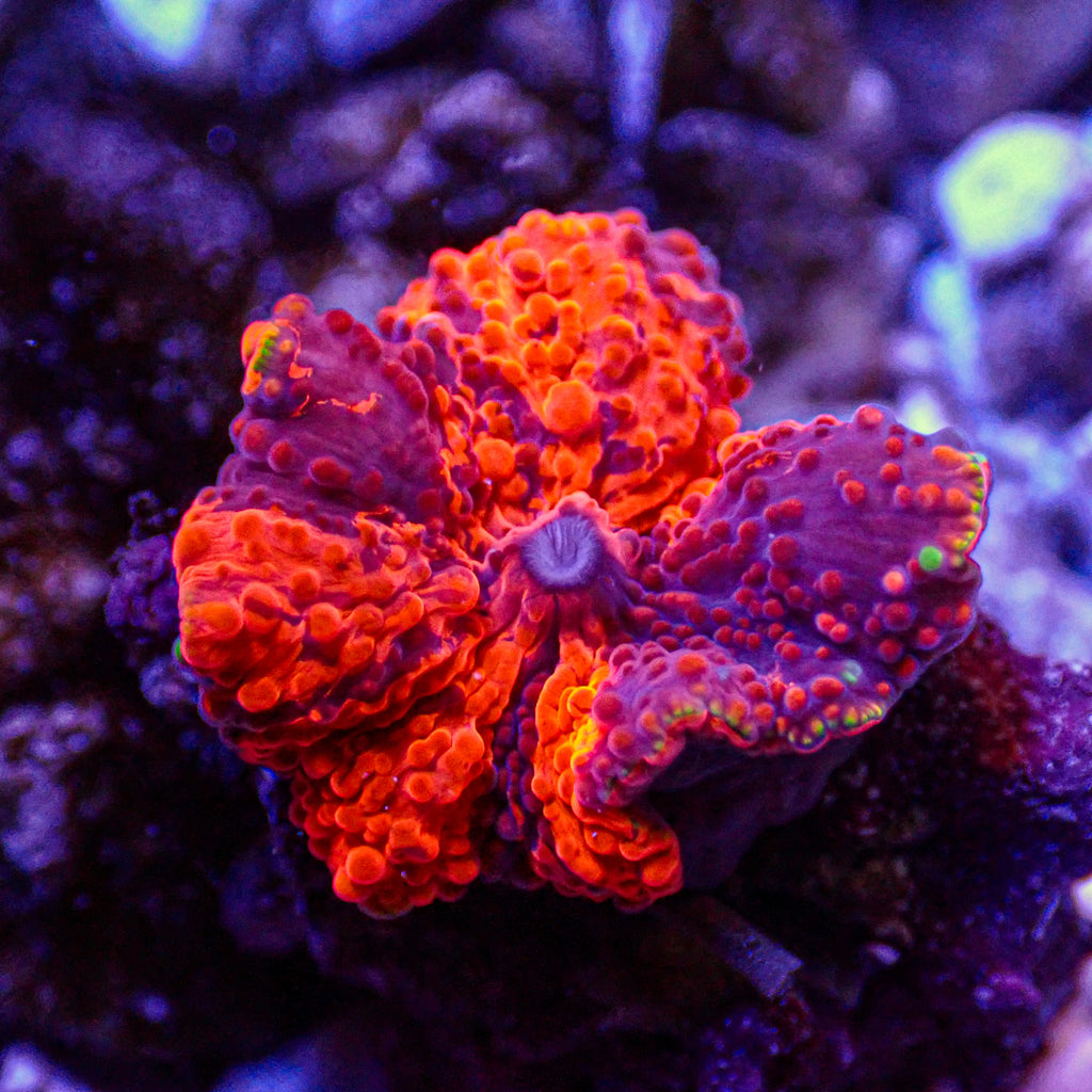 WYSIWYG Deadpool Jawbreaker Mushroom - Corals Anonymous