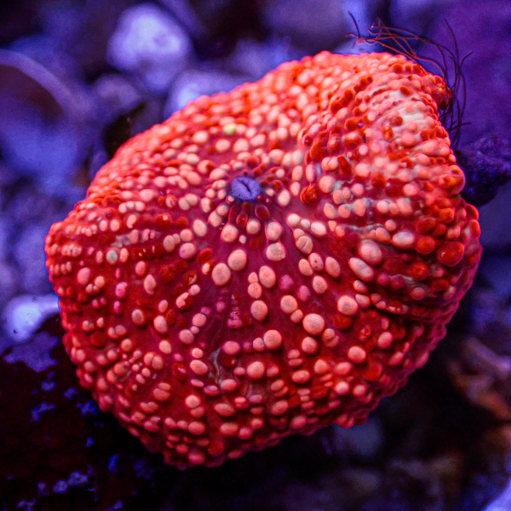 WYSIWYG Pink Speckled Bright Red Discosoma Mushroom - Corals Anonymous