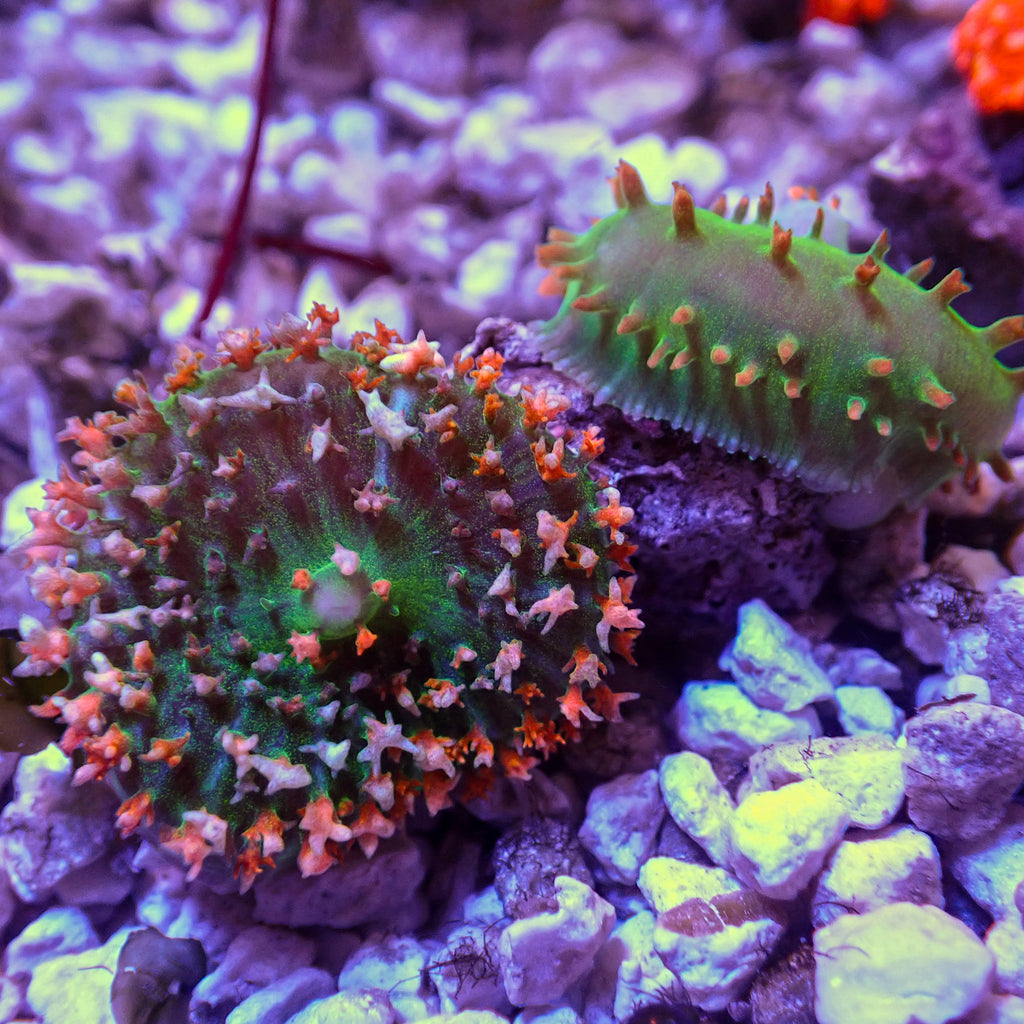 WYSIWYG St Thomas Mushroom Combo (2 Polyps) - Corals Anonymous