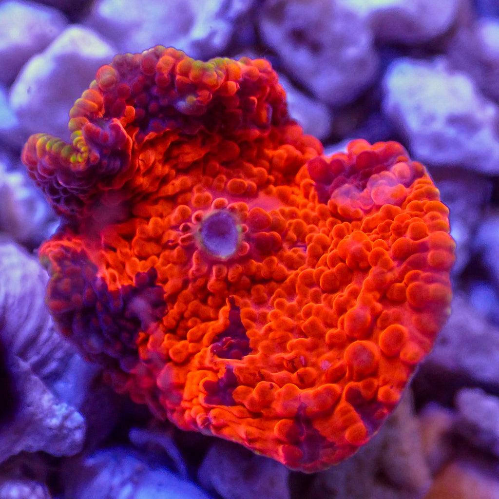 WYSIWYG Deadpool Jawbreaker Mushroom - Corals Anonymous
