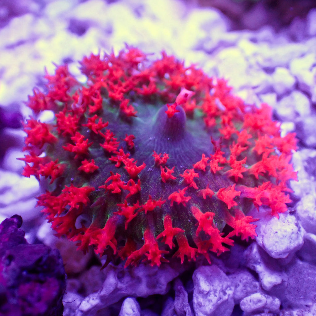 WYSIWYG Red St Thomas Mushroom - Corals Anonymous