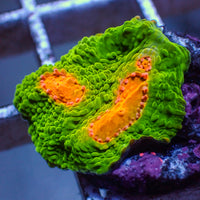 WYSIWYG Mummy Eye Chalice (0.5-1” Frag) - Corals Anonymous