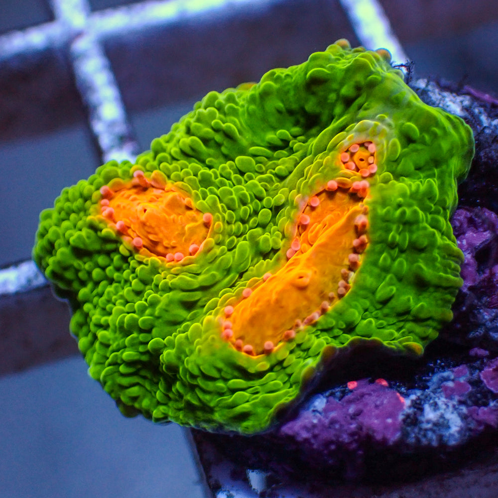 WYSIWYG Mummy Eye Chalice (0.5-1” Frag) - Corals Anonymous