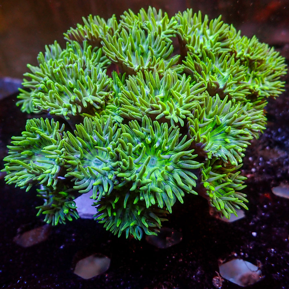 Almost-WYSIWYG Acid Rave Duncan Colony (20+ Polyps)