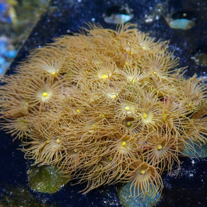 Almost-WYSIWYG Large Yellow Polyp Soft Coral Colony (45+ Polyps)