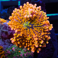 WYSIWYG Pink Mojito Glow Yuma Mushroom - Corals Anonymous