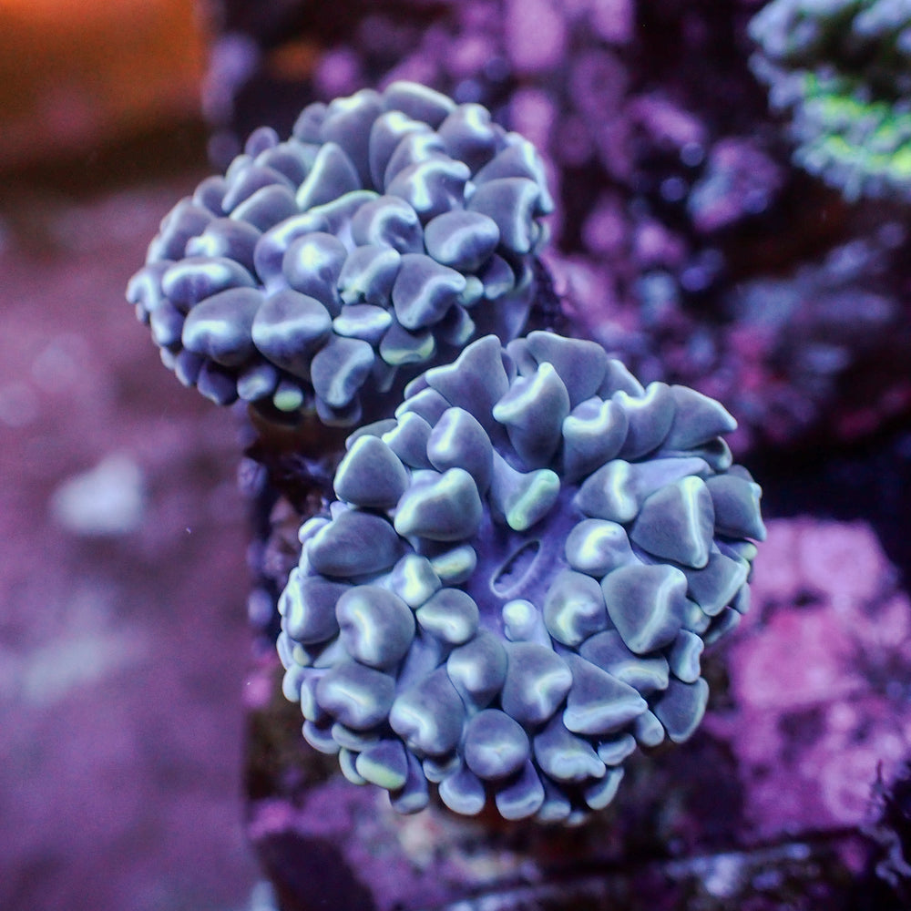 WYSIWYG Teal Hammer Combo (2 Polyps) - Corals Anonymous