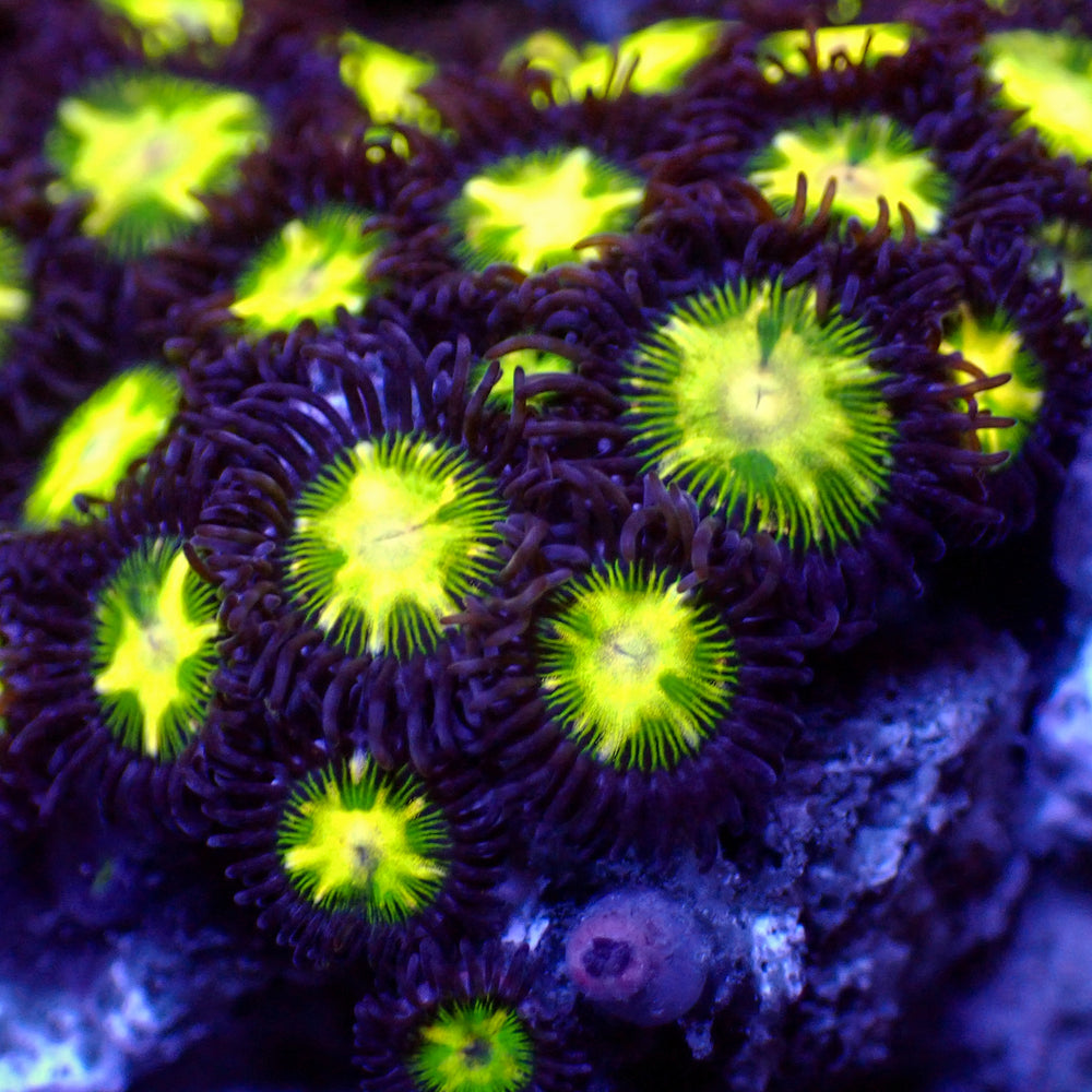 Green Goblin Zoa (10-15 Polyps colony)