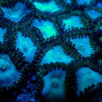 Blue Tubb Zoa (10-15 Polyps colony)
