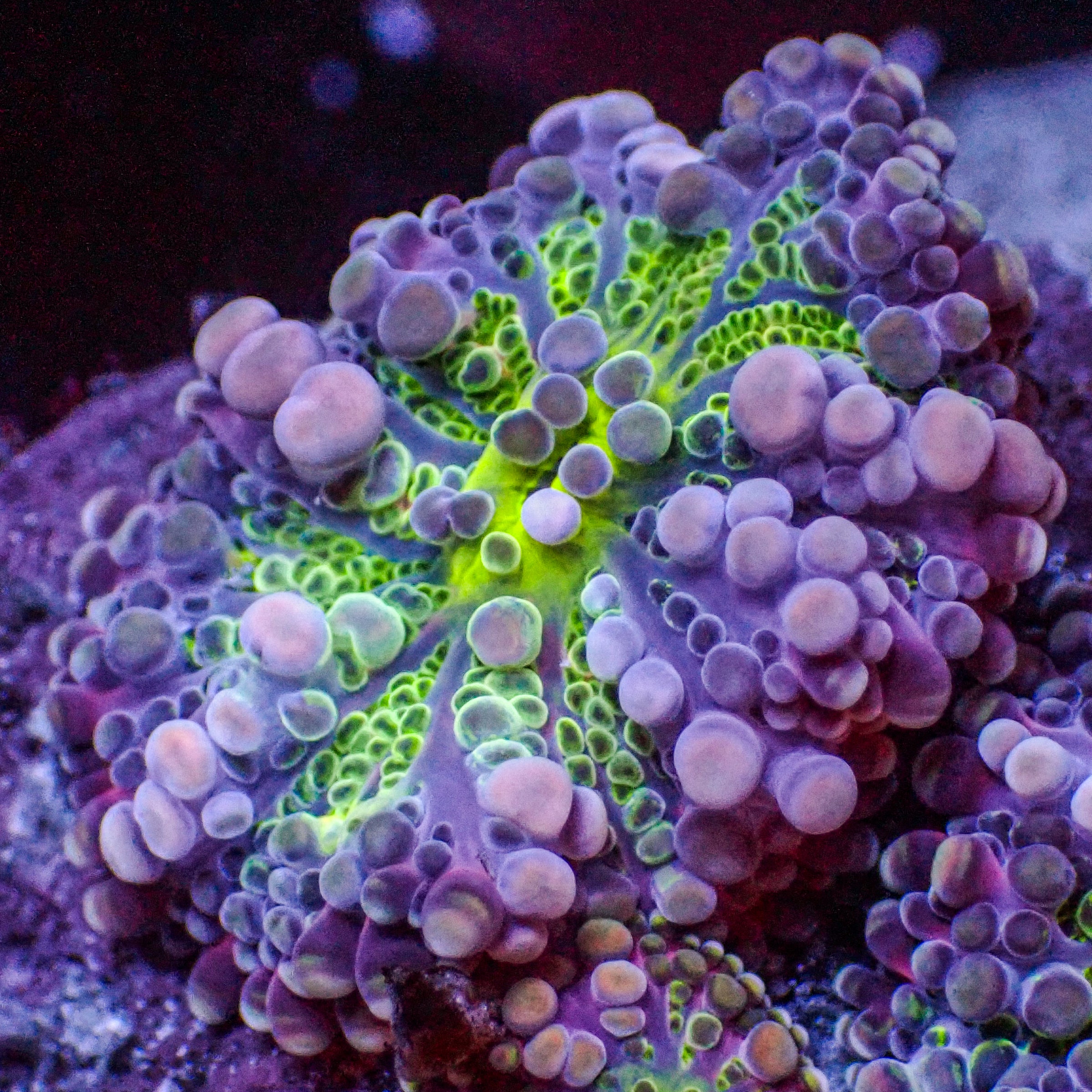 Chaotic Pink Bubble Yuma Mushroom