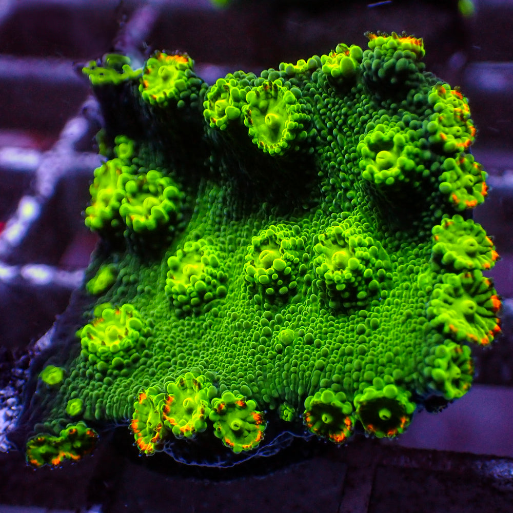 Hollywood Stunner Chalice (1” Frag) - Corals Anonymous