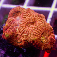 Orange Favites (1" Frag) - Corals Anonymous