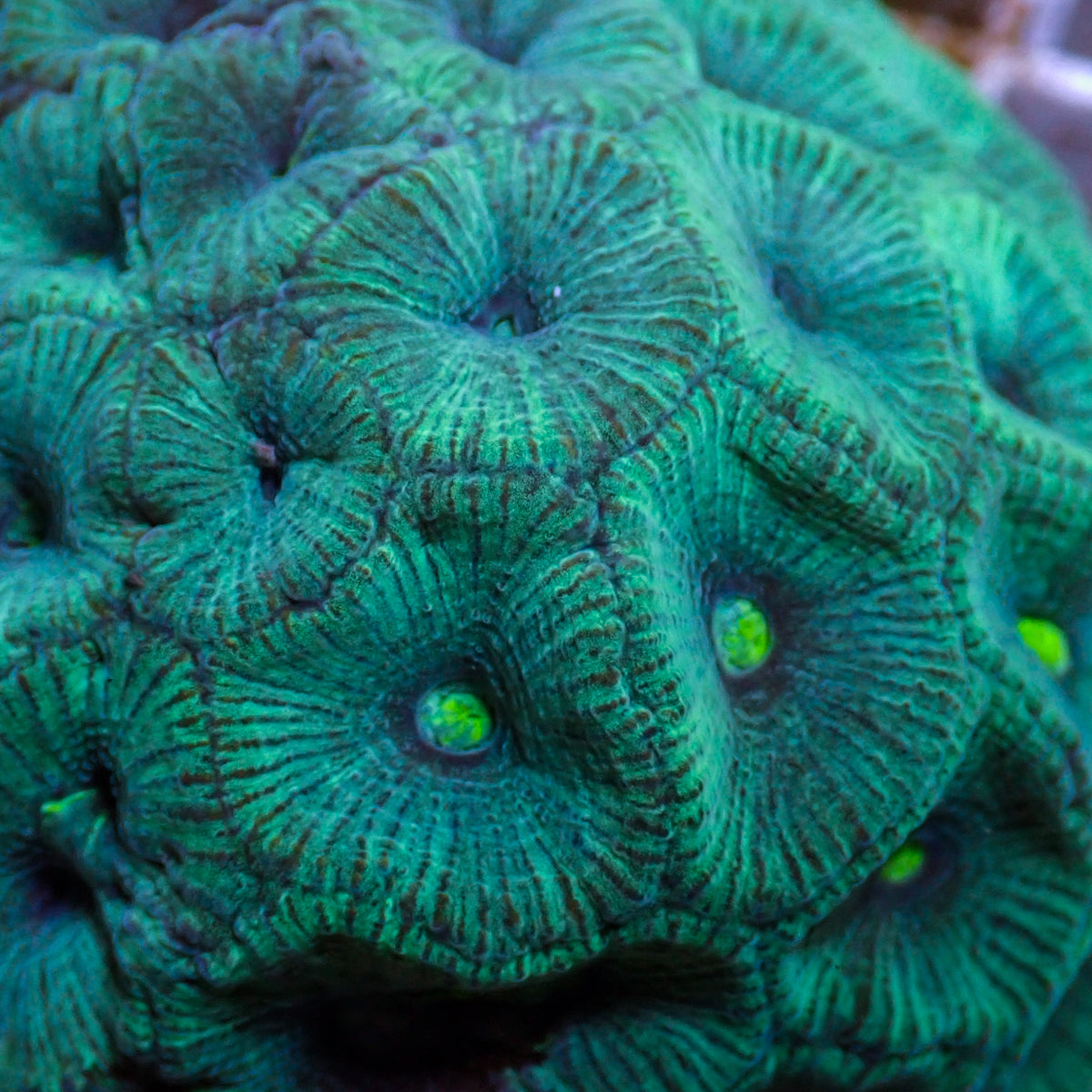 Ultra Teal Favia (2-3 Polyps) - Corals Anonymous