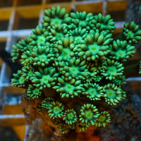 Neon Green Eye Goniopora (0.5-1" Frag) - Corals Anonymous
