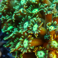 Neon Green Eye Goniopora (0.5-1" Frag) - Corals Anonymous
