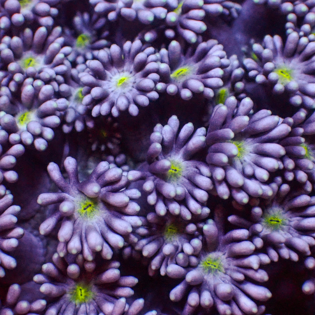 Yellow Eye Purple Goniopora (0.5-1” Frag) - Corals Anonymous