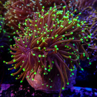 Green/Teal Tip Indo Gold
