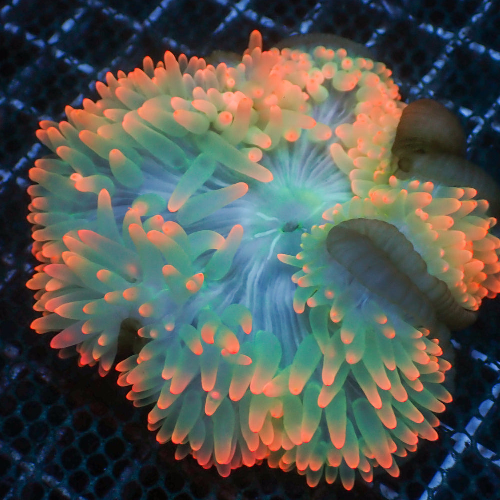 WYSIWYG Ultra Rainbow Skittle Pop Bubble Tip Anemone (3-5