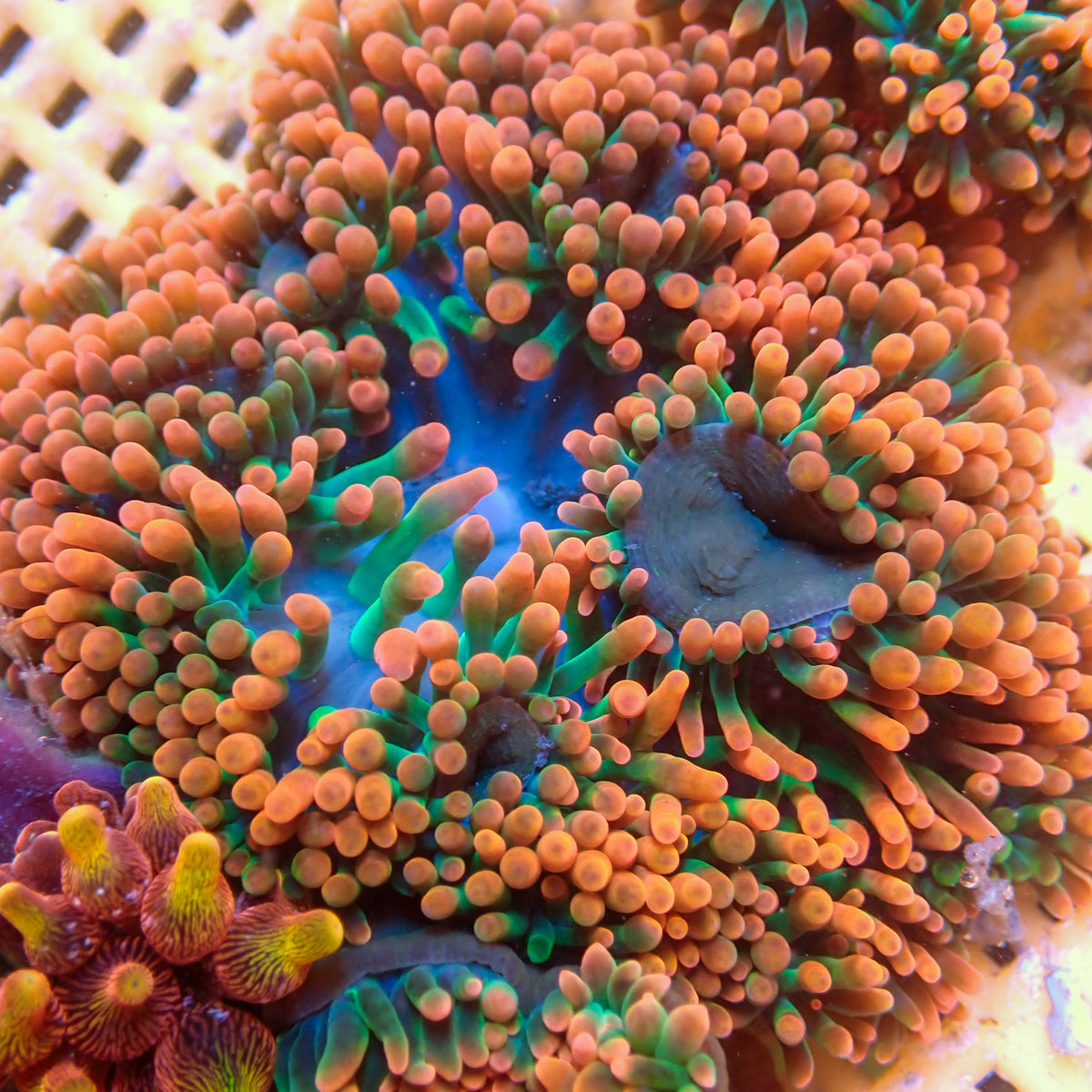 Watermelon Drop Rainbow Bubble Tip Anemone (3-5") - Corals Anonymous